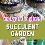 succulent gardens